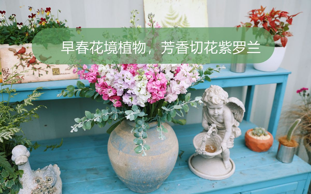 海妈植物推荐 早春花境植物搭配 切花芳香紫罗兰 哔哩哔哩 つロ干杯 Bilibili