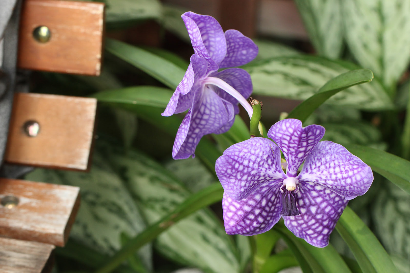 お花の写真集 ヒスイラン 翡翠蘭