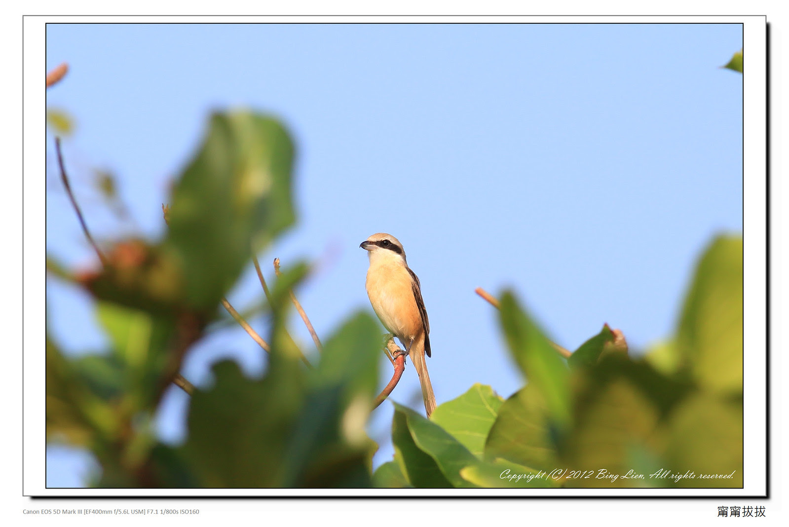 frame_BING2779