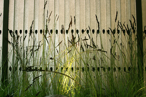 construction framing and chondropetalum