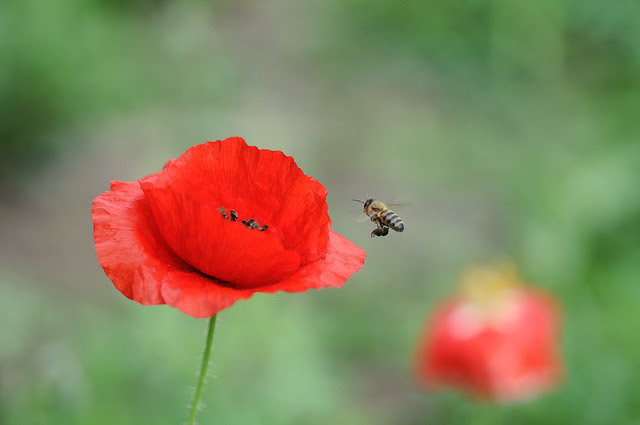 poppy and the bee