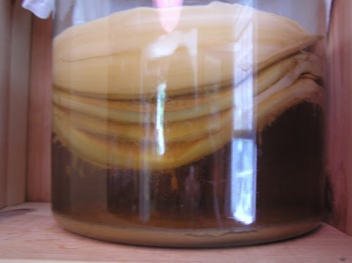 The Benefits of Kombucha, by Beverly B.  Ferguson