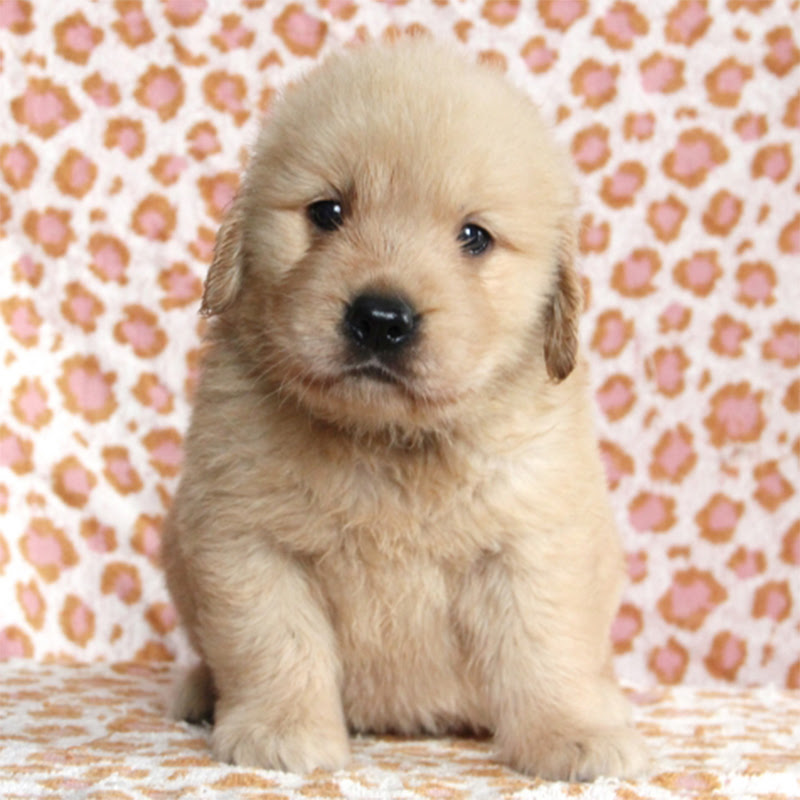 ゴールデンレトリバーの子犬を飼いたい 準備しておきたいわんちゃんグッズをご紹介