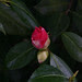 DPP_0165