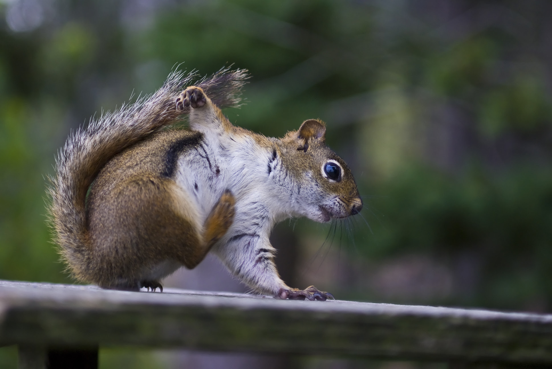 フリー画像 動物写真 哺乳類 リス科 小動物 リス 画像素材なら 無料 フリー写真素材のフリーフォト
