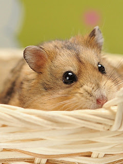 ハムスター ウサギなど カゴの中からキャンベルハムスター の待ち受け画像 壁紙 動物 パラダイス