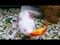 [新しいコレクション] ウーパールーパー 魚 946170-ウーパールーパー 魚