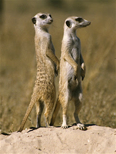 meerkat info from the home of
