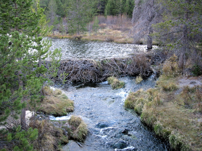 File BeaverDam 8409