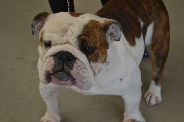 Race De Chien Bulldog Anglais