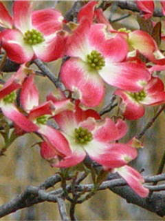 愛の花言葉 花画像 待受