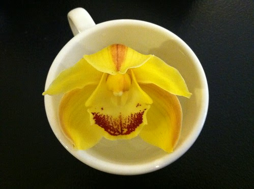 orchid flower pictures