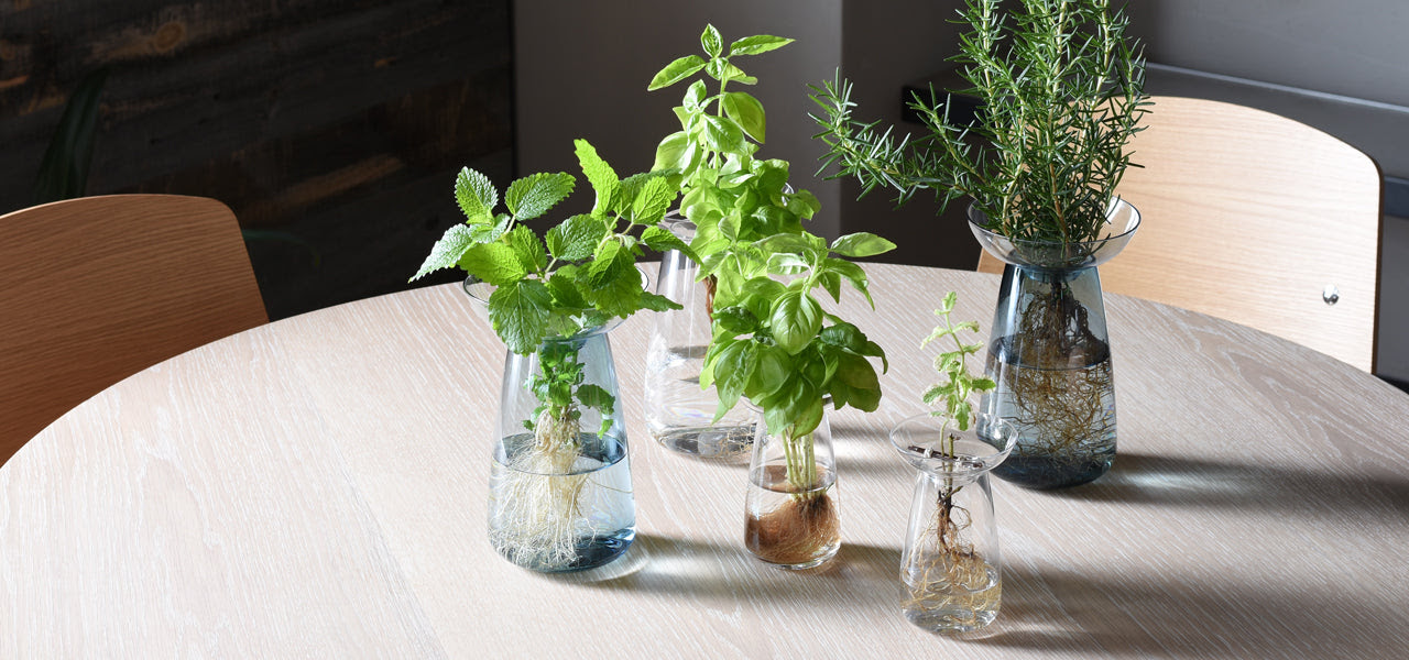 水耕栽培で愉しむハーブガーデン Aqua Culture Vase Kinto