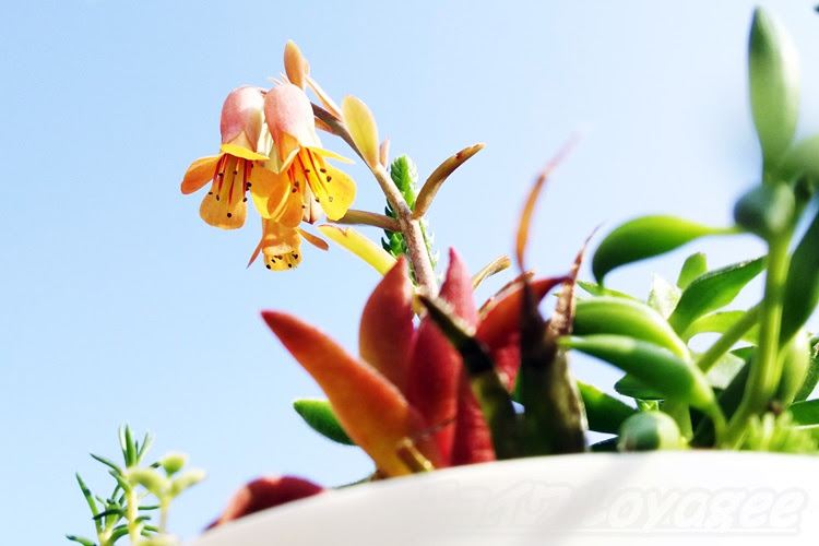 地味なカランコエが 地味にオレンジ色の花を咲かせてた もっと顔を上げて 上を向けばいいのに Oyageeの植物観察日記