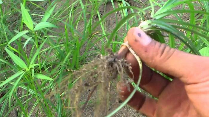 Sering Kamu Abaikan Ternyata Rumput Teki Sangat Sering Kamu Abaikan Ternyata Rumput Teki Sangat