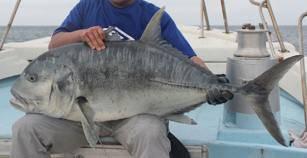 メッキという魚について 沖縄宮古島でシュノーケリングや釣りをする人のためのブログ