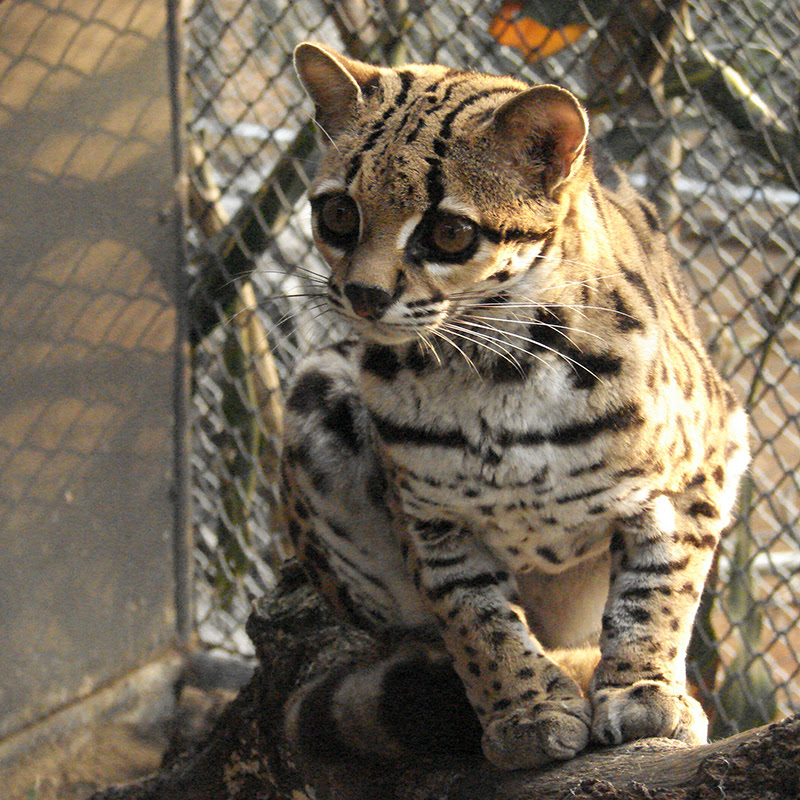 くりくりな目が特徴のマーゲイってどんな猫 絶滅危惧種に指定された理由は