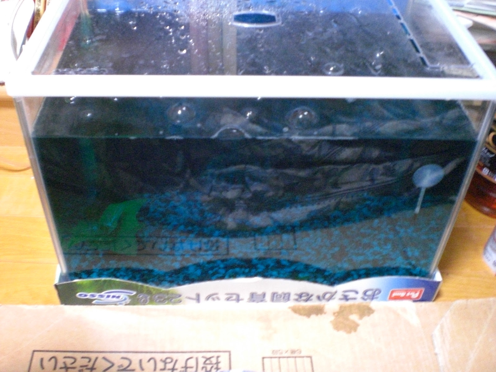 金魚に薬 Moon Palace