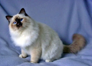 birman cat