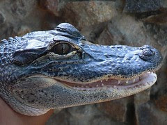 American Alligator