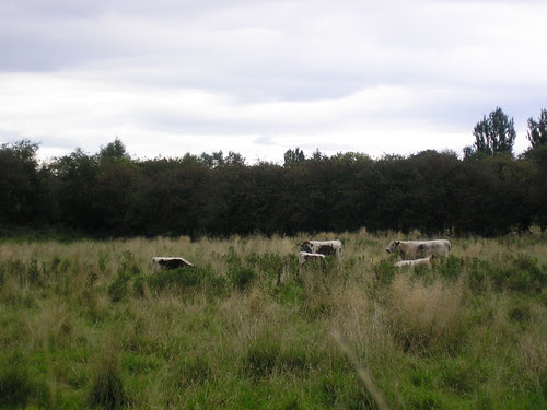 Water Meadows Cattle grazing on the water meadows.