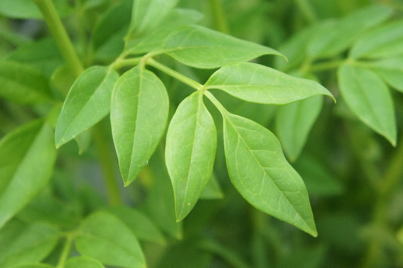 キソケイ 黄素馨 花言葉