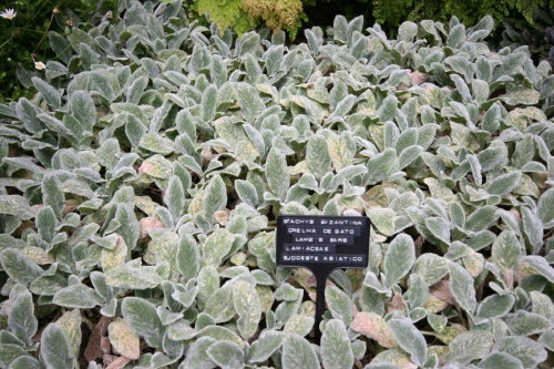 ラムズイヤーの育て方 栽培方法