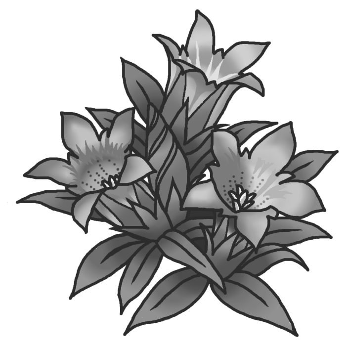 リンドウ 竜胆 モノクロ 秋の花 無料イラスト素材