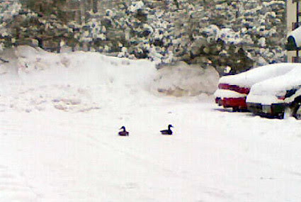 DuckyDay
