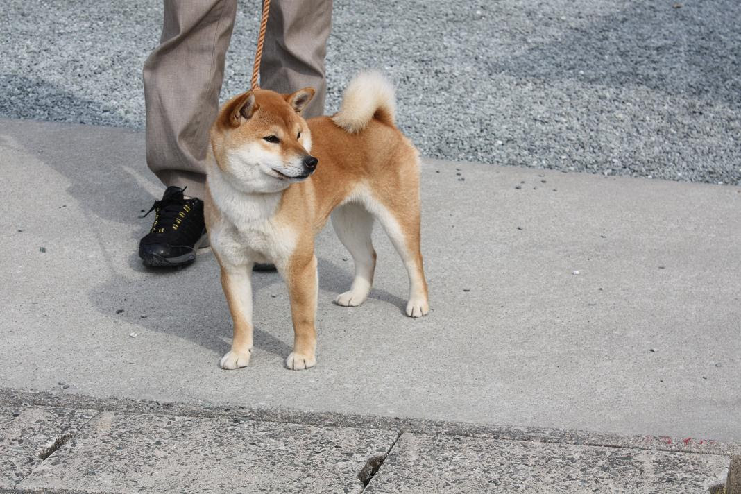 柴犬専門犬舎 正法眼蔵荘 しょうぼうげんぞうそう 静岡県浜松市