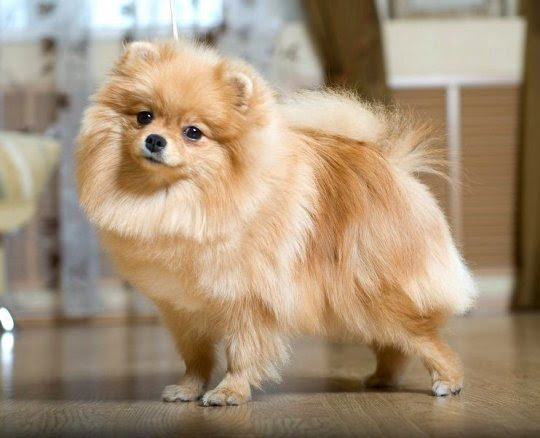 Pomeranian_breed_standard_(photo)_en