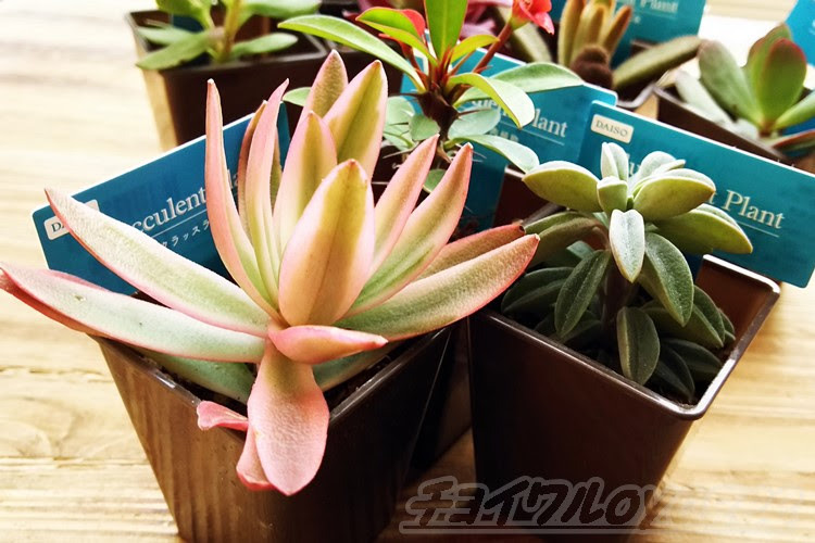 ダイソーで買えるミニ多肉植物 オススメ１０選 ２０１９年新春特大号 １０品種のうち 気になるタニク株はこの３つ Oyageeの植物観察日記