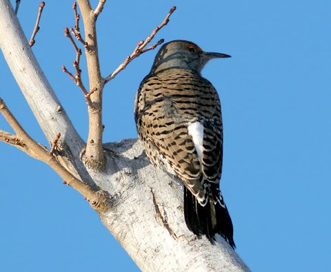Flicker from Birds at FENCE