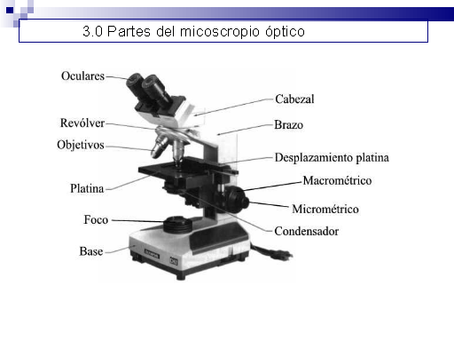 Monografias.com