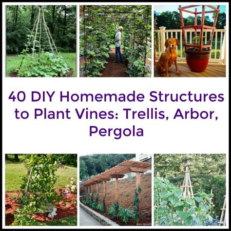 diy homemade structures plant vines trellis arbor