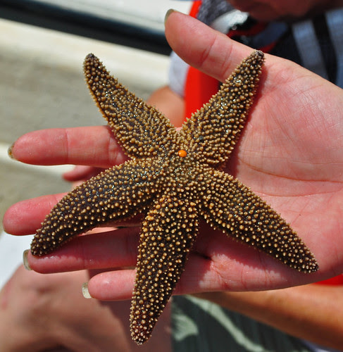 Sea Star