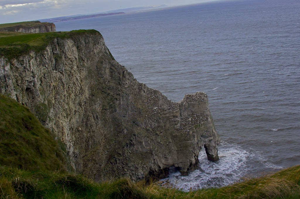 Bempton Cliffs