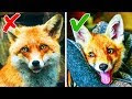 √1000以上 狐 飼うには 317082-狐 飼うには