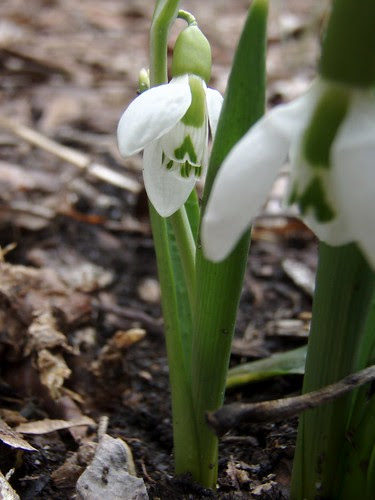 snowdrop