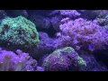Video Киев - Океанариум / Kiev`s Oceanarium
