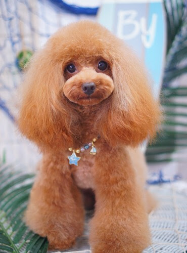 大田区のトリミングサロン トイプードルの可愛いカットスタイル集 Dear Dogs