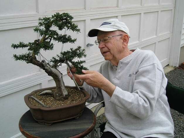 Story trees: Bonsai art on view at Stamford Museum - Connecticut Post