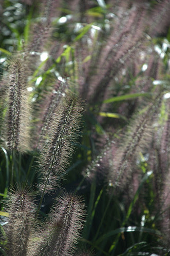 Pennisetum