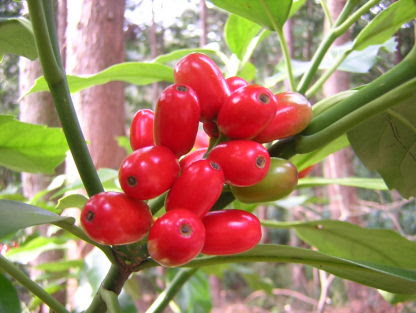 樹木図鑑 アオキ