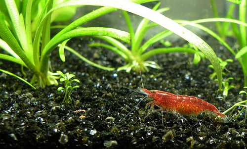ミナミヌマエビが孵化する直前に現れる兆候とは ミナミヌマエビの生態