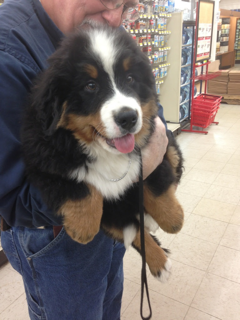 My Co Workers New Bernese Mountain Dog Imported From Poland Two Days Ago Meet Rejkyn Aww