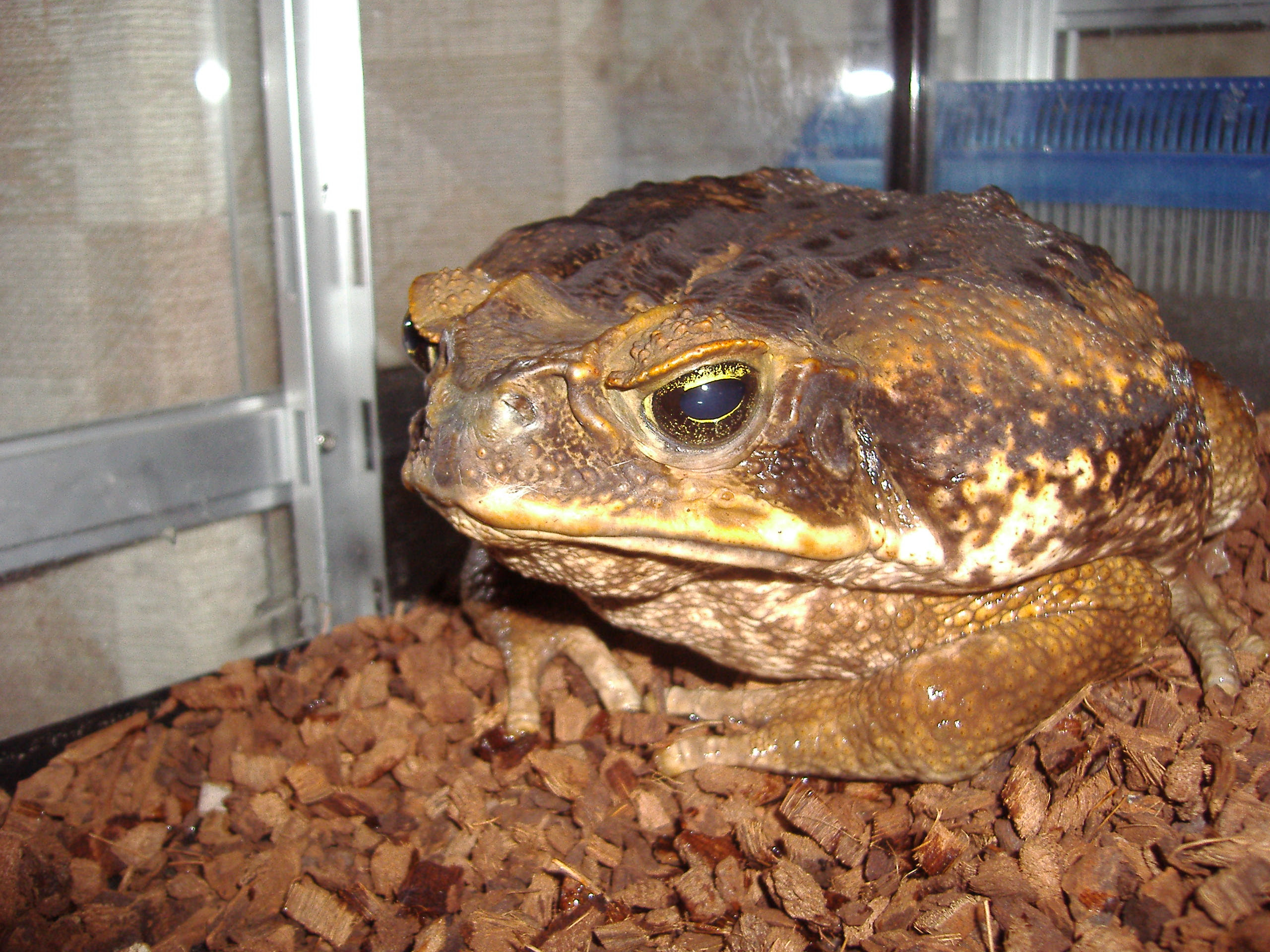 ヒキガエル 飼育 ヒキガエルの飼育の床材は何 敷き方はどうしたらいい