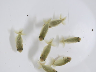 発砲スチロール飼育の途中経過 金魚の病気についてのページ 石原動物病院
