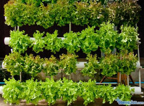 Daur ulang barang bekas untuk kebun vertikal Daur ulang barang bekas untuk kebun vertikal
