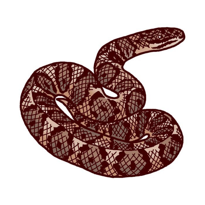 ヘビ マムシ 1 白黒 は虫類 動物の無料イラスト素材